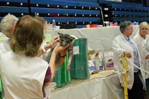 Wiltshire & District Cat Club Show 2009 Pictures by Paul Marshall